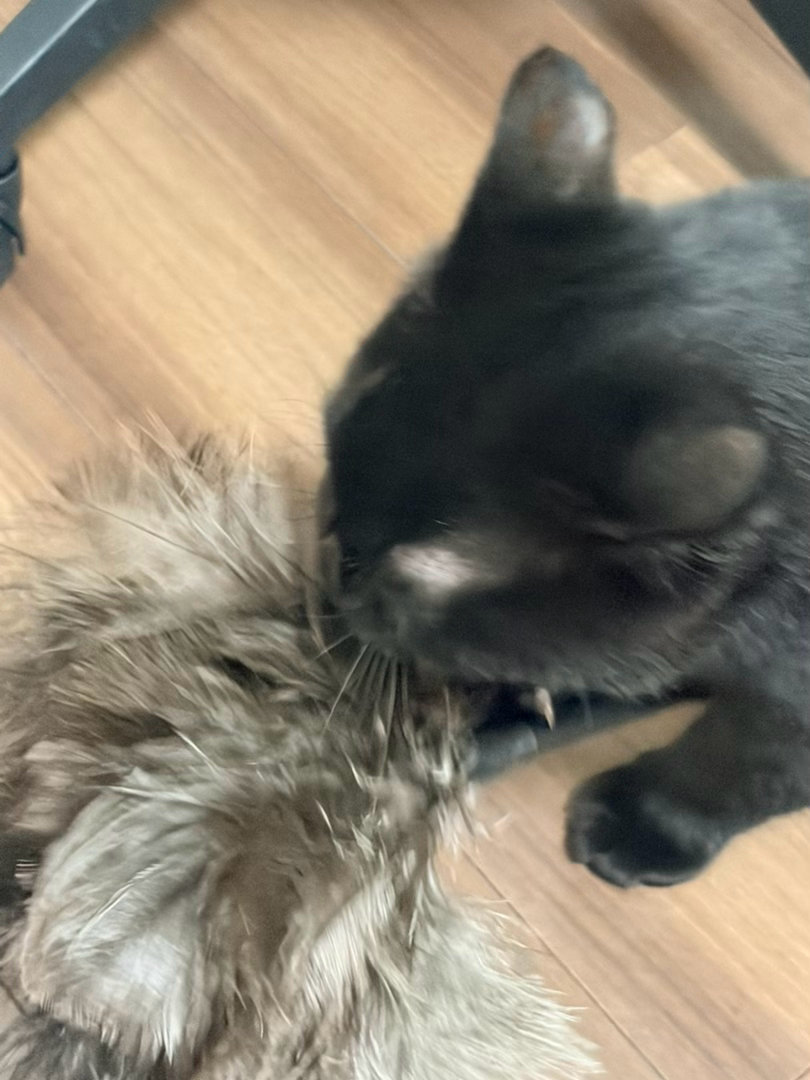 又去买了俩……🏳️确实是真鸟毛了，其他塑料鸟毛玩具猫现在一眼都不看，就这个掸子