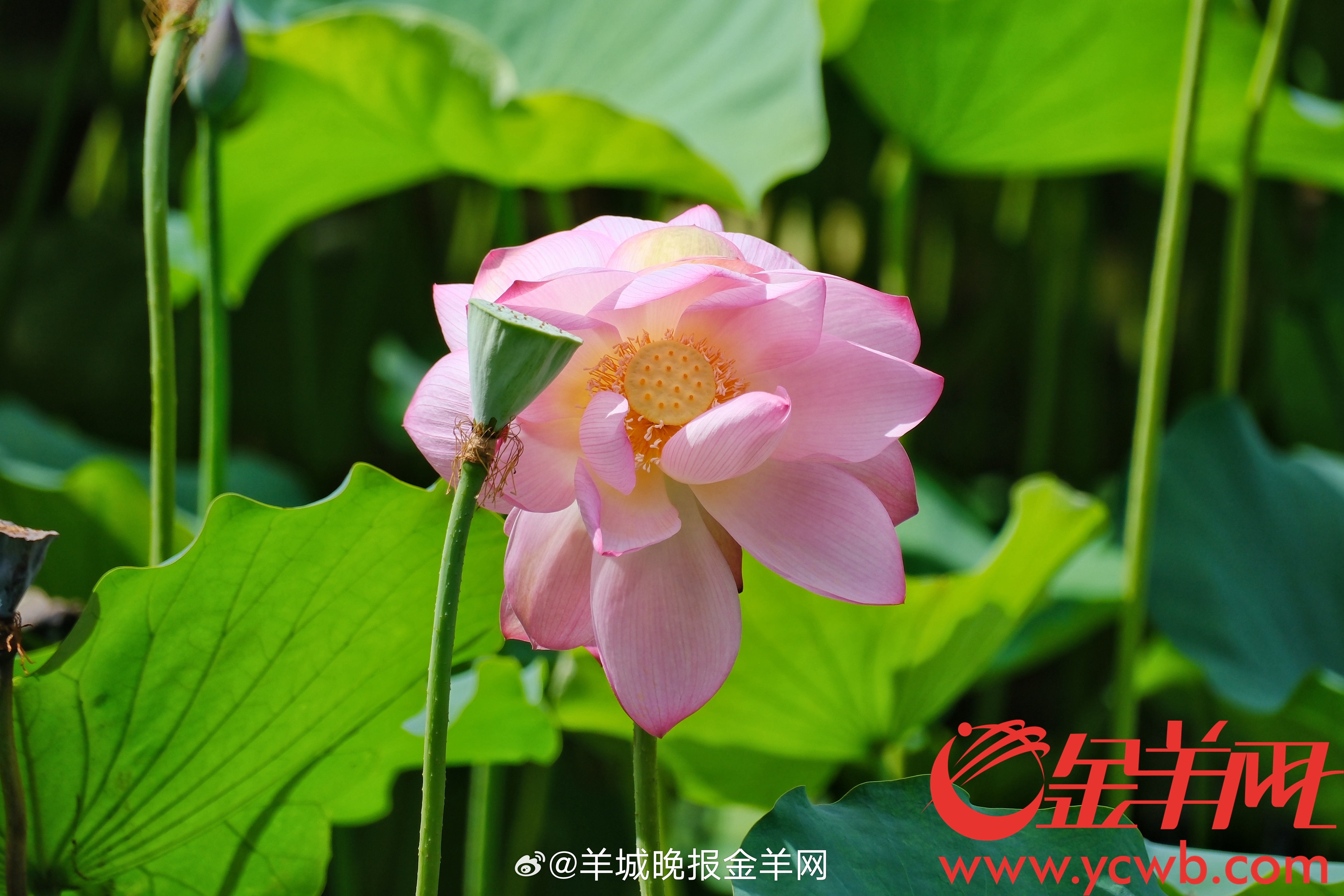#早安#每一个清晨，都是世界对你说的最温柔的早安。愿你在追梦的路上，不畏艰难，勇
