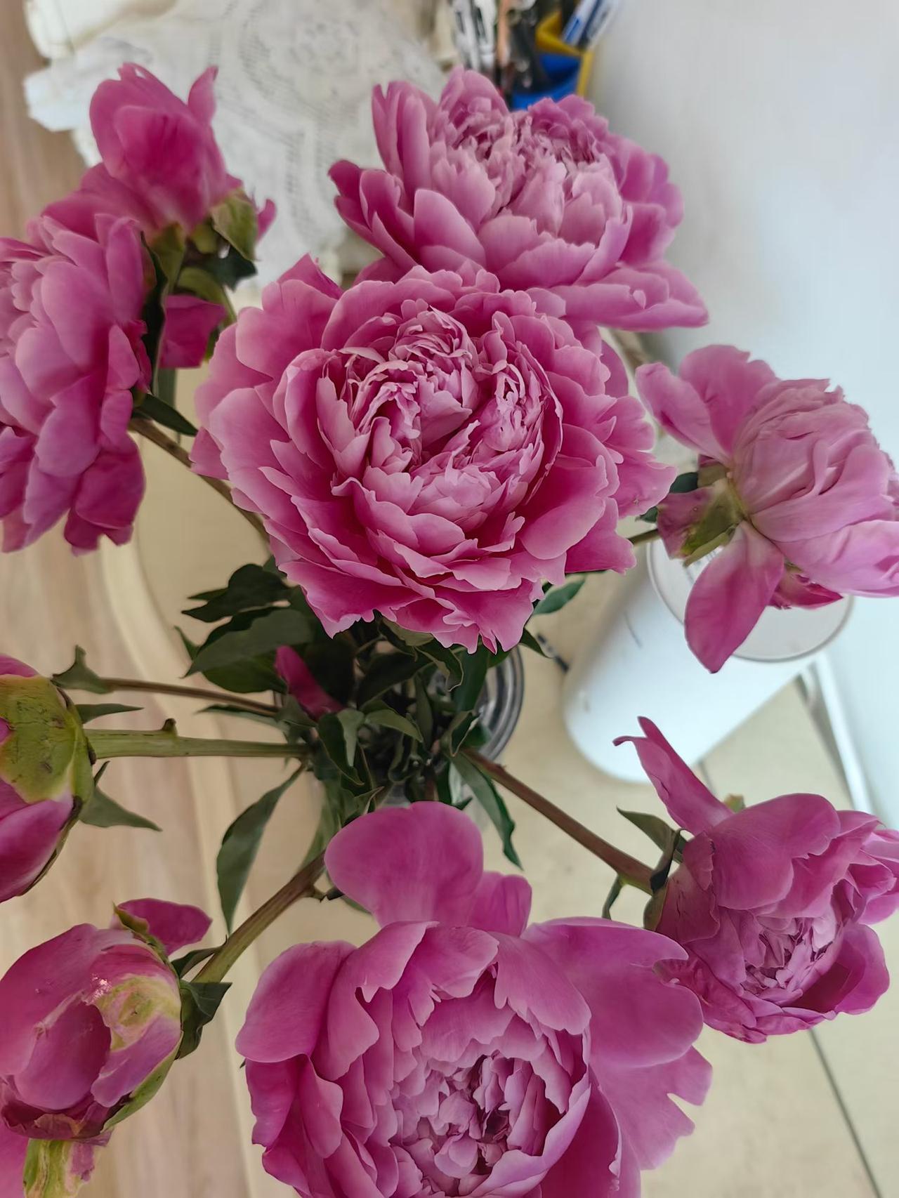 这个季节芍药算是花中之魁吧！