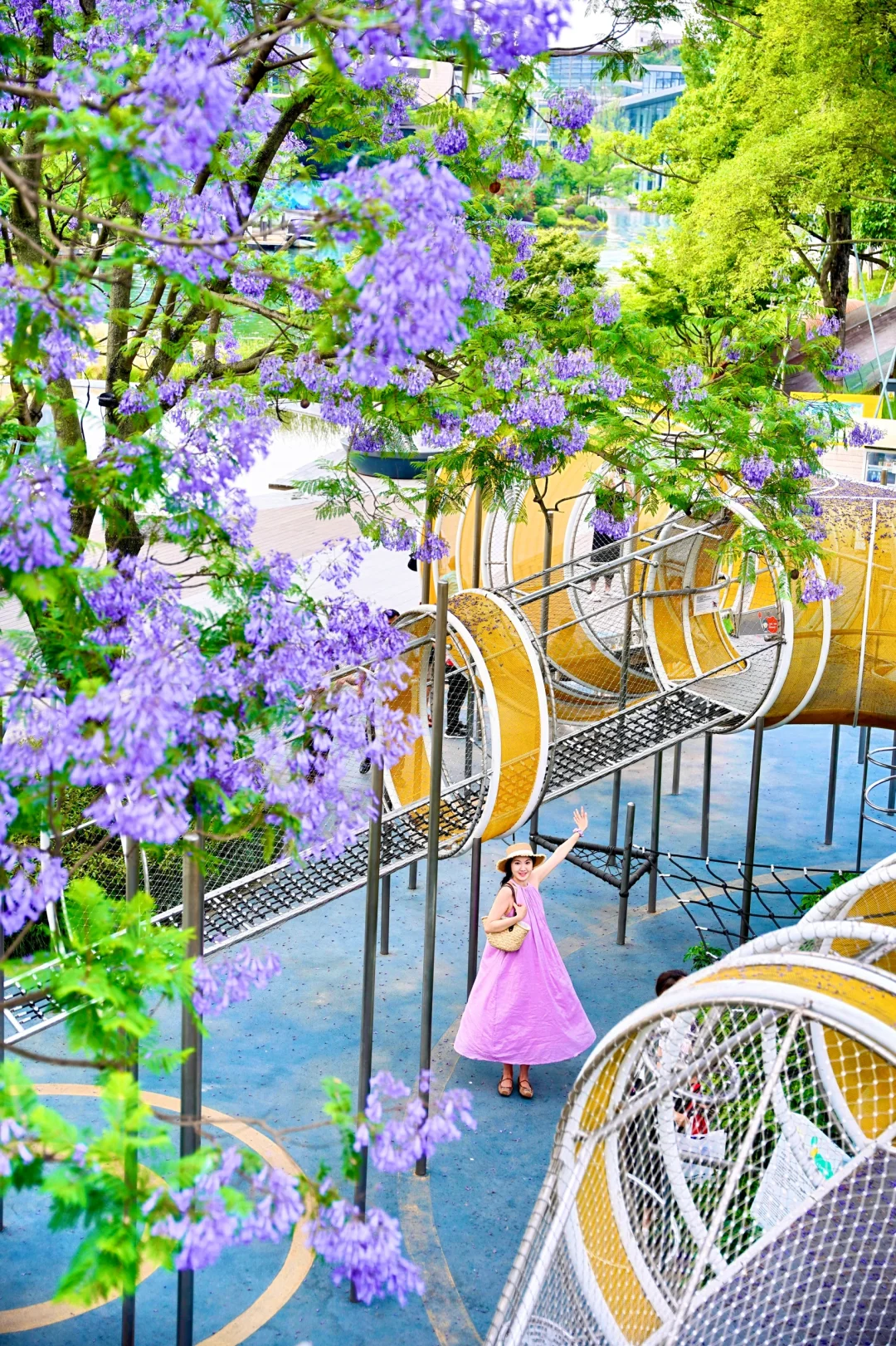 成都！！免费的蓝花楹！真的好好拍……