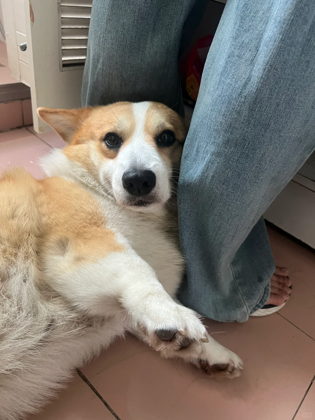 太粘人了 刷牙也要靠在脚边