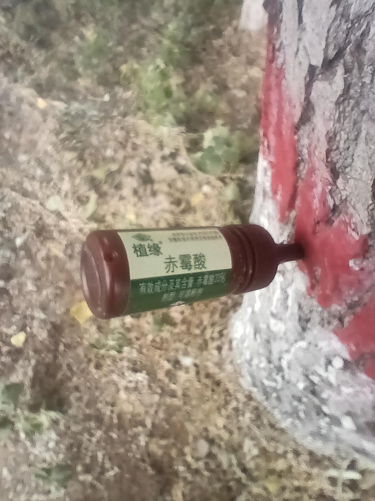 早晨遛弯，运河边步道两侧的大杨树，还有柳树的打扮让我大吃一惊：每棵树都在距离地面