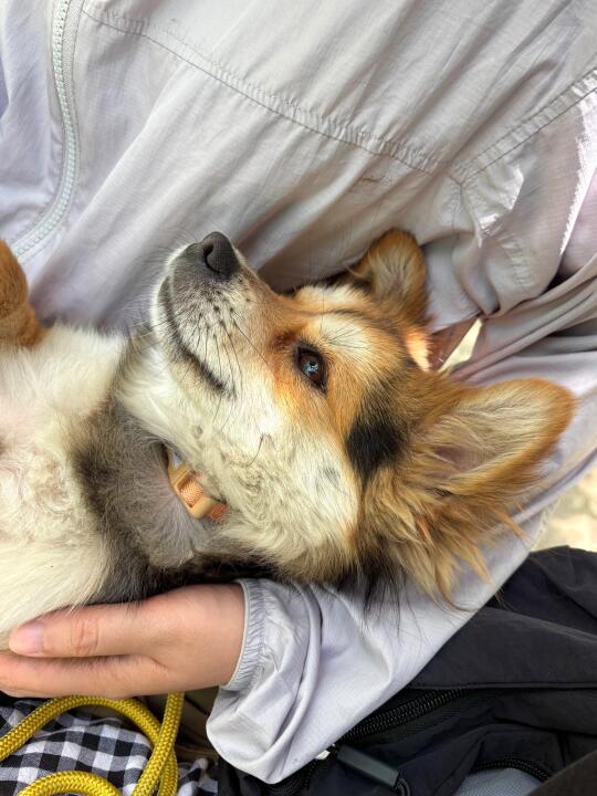 小黑是个爱炫耀的狗狗
