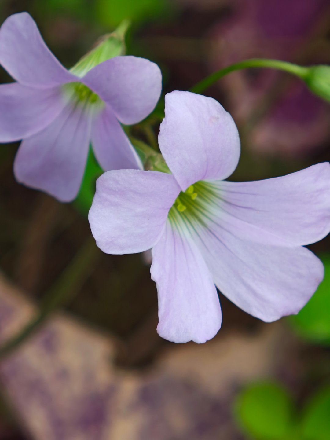 温室环境，深秋见花开。 ​​​