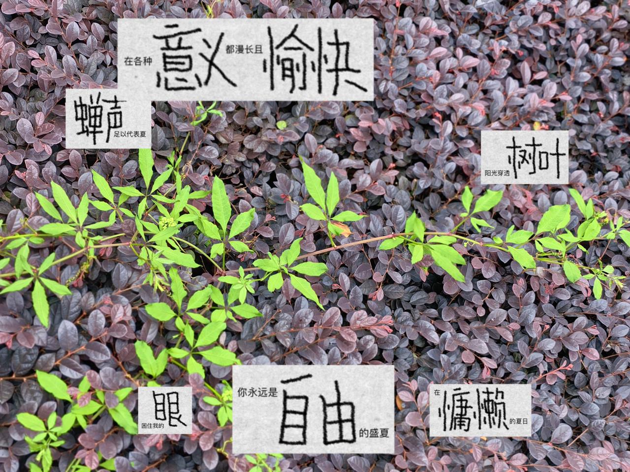万物热烈生长，
夏意刚好登场。