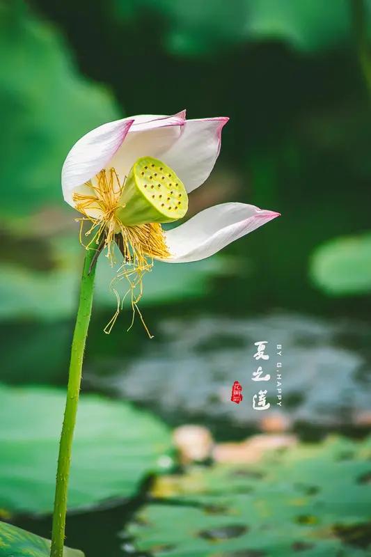 上联：春临大地百花艳，诚邀下联夏至人间千荷妖。