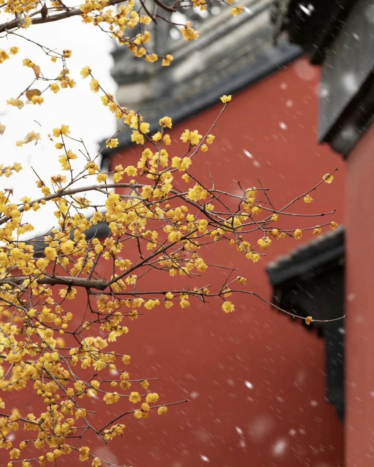 红墙绽梅迎吉岁  碧水映竹贺新元 吉祥安康|国风吉祥画
传统文化 对联 美图