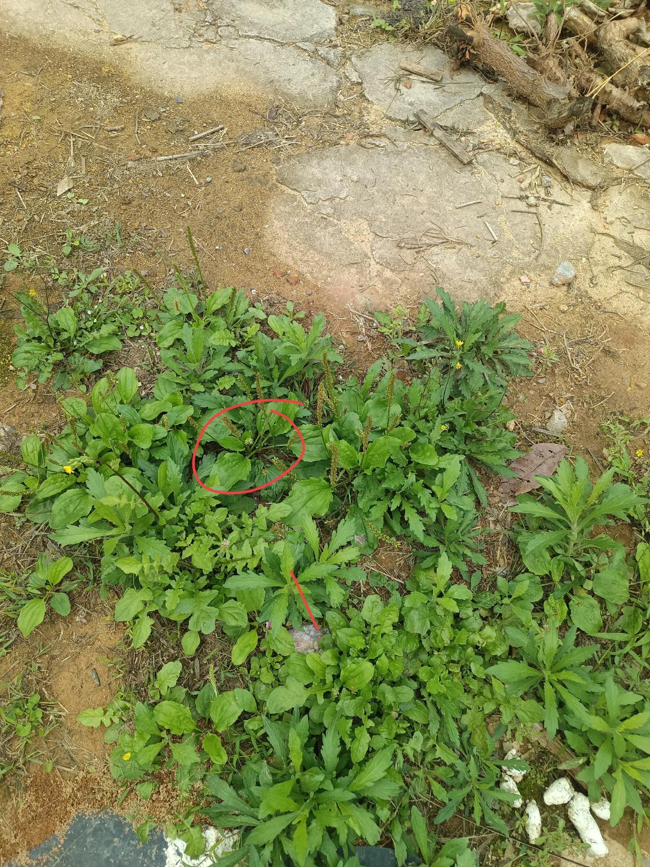 今天老妈说小便赤赤痛，叫我帮她拔几棵田冠草回来煲水。我问她，田冠草是不是那种车前