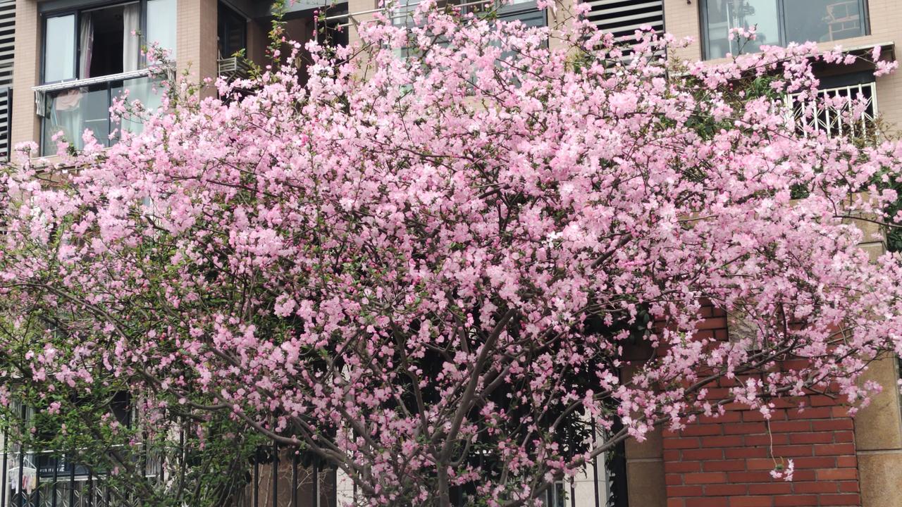 春风一过百花俏，南枝海棠开无主。在脑海里打开了一幅画，幽静处，南枝上的海棠如一群