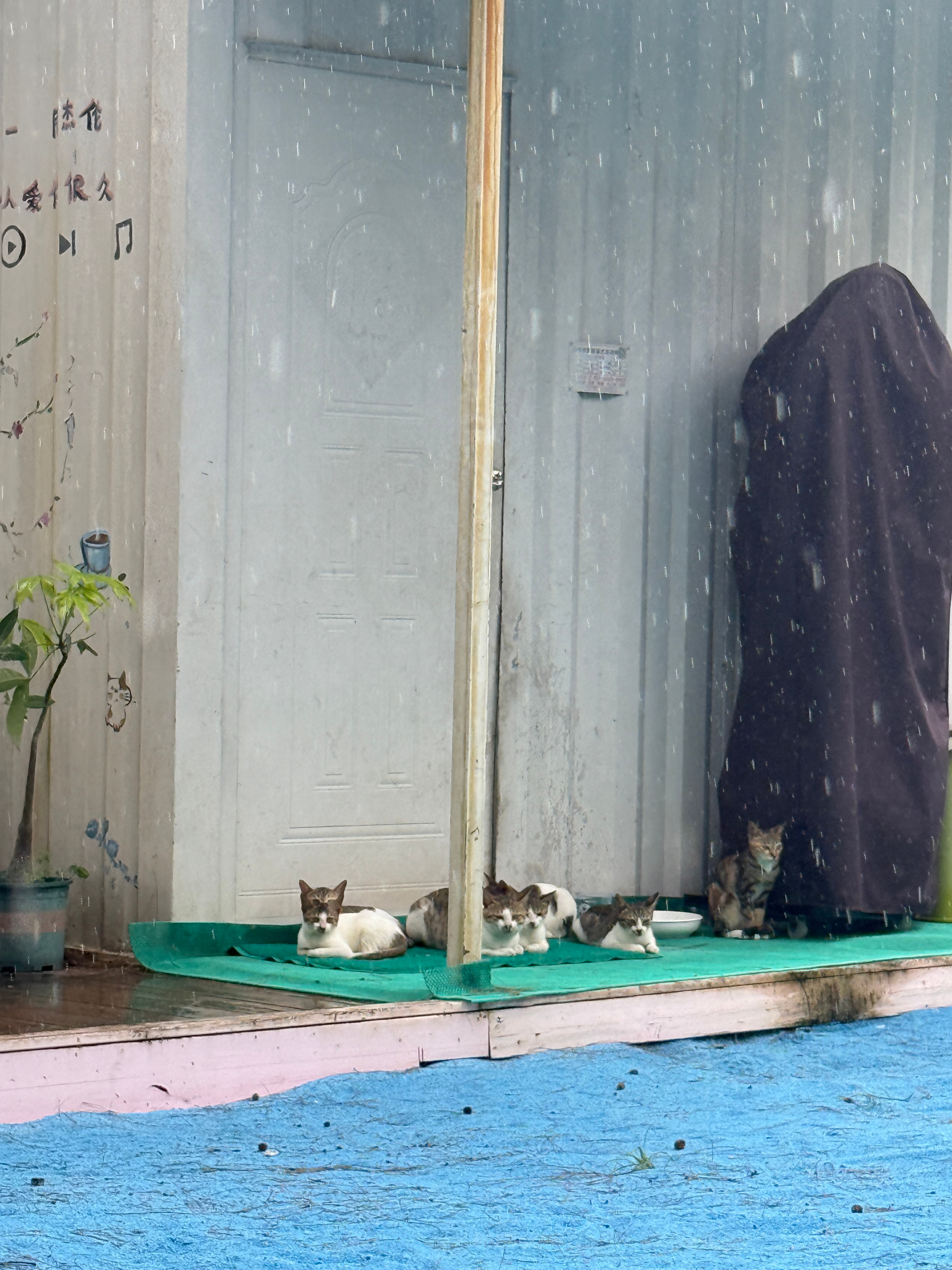 拍着拍着下雨了我坐车里躲雨小猫蹲屋檐下躲雨画面温馨[奶牛猫]  ​​​