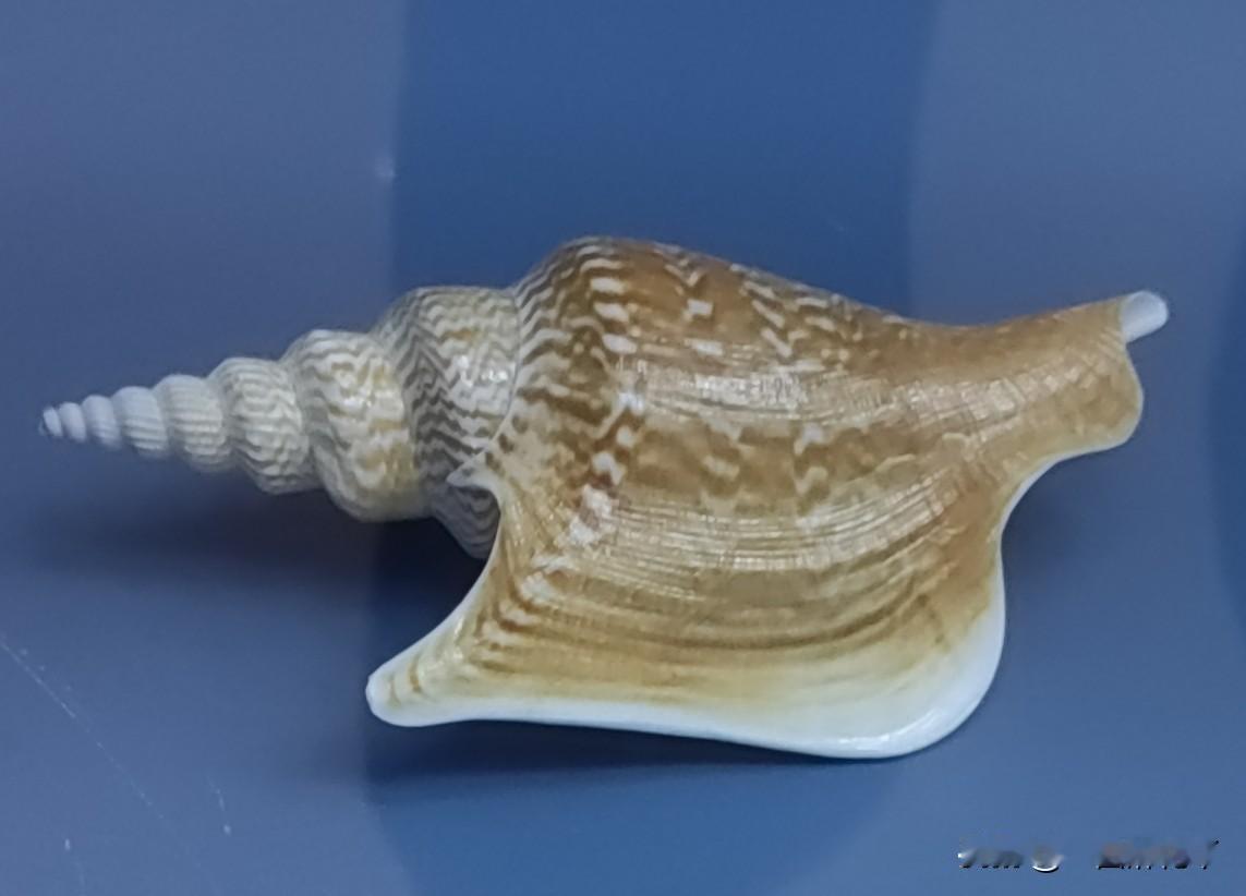 这几天哈尔滨还要穿薄羽绒服。树也没绿，花也没开，比起咤紫嫣红的江南，哈尔滨甚是萧