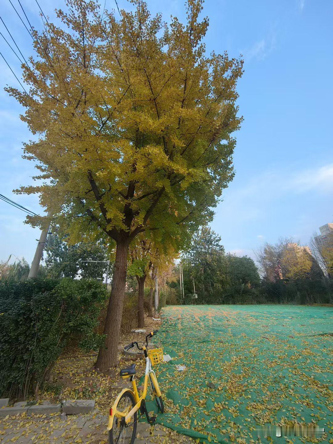 幢幢云树秋，黄叶下山头。
金秋黄叶太美了！