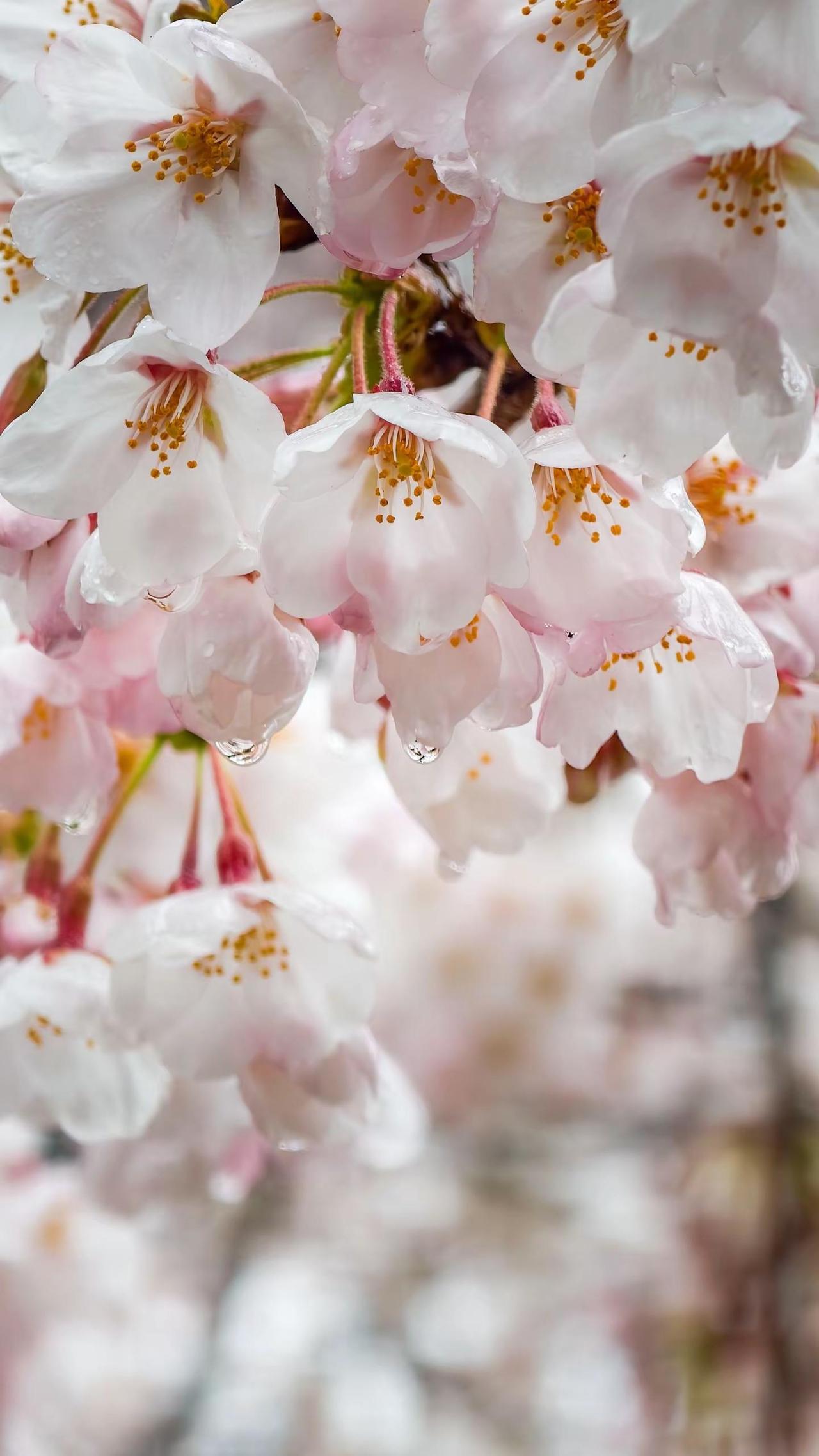 大连市内樱花已进入最佳观赏期🌸错过这次再等一年！ 大连 樱花