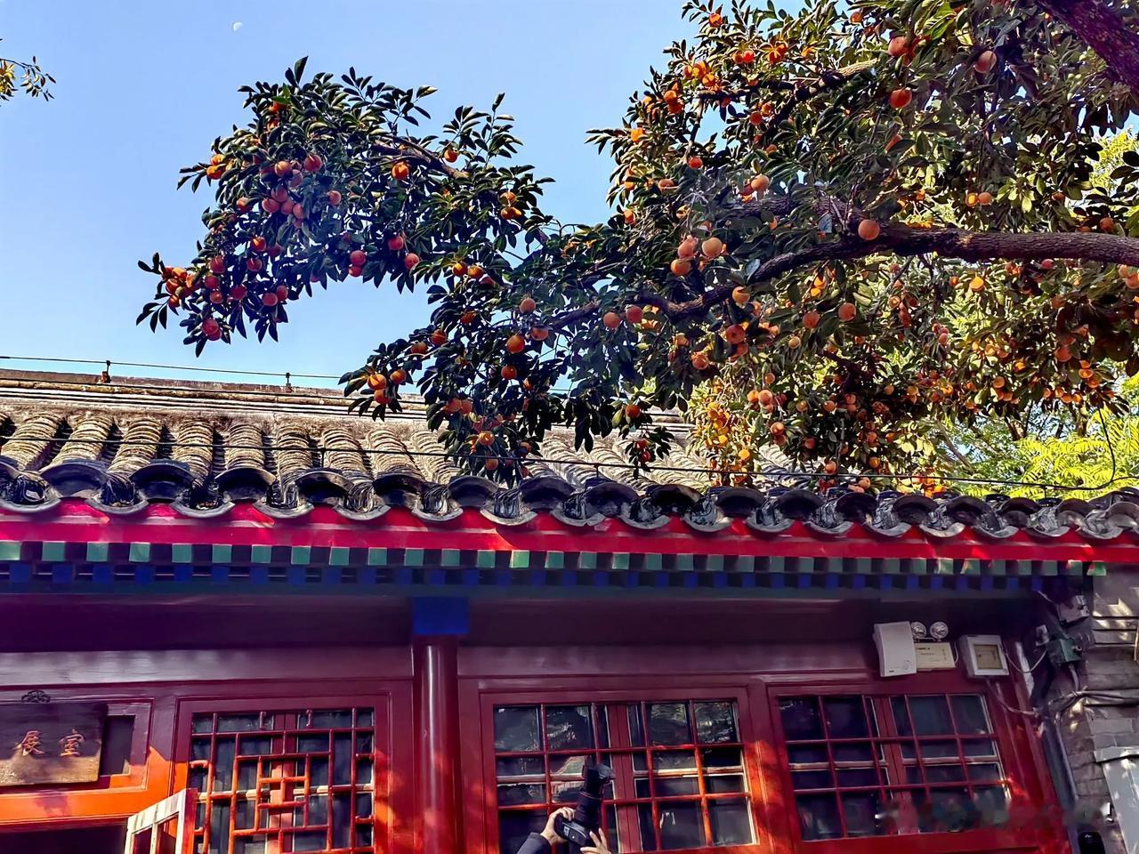 京城追秋网红打卡地——老舍纪念馆里的柿子红了！

“北平之秋便是天堂”，老舍先生