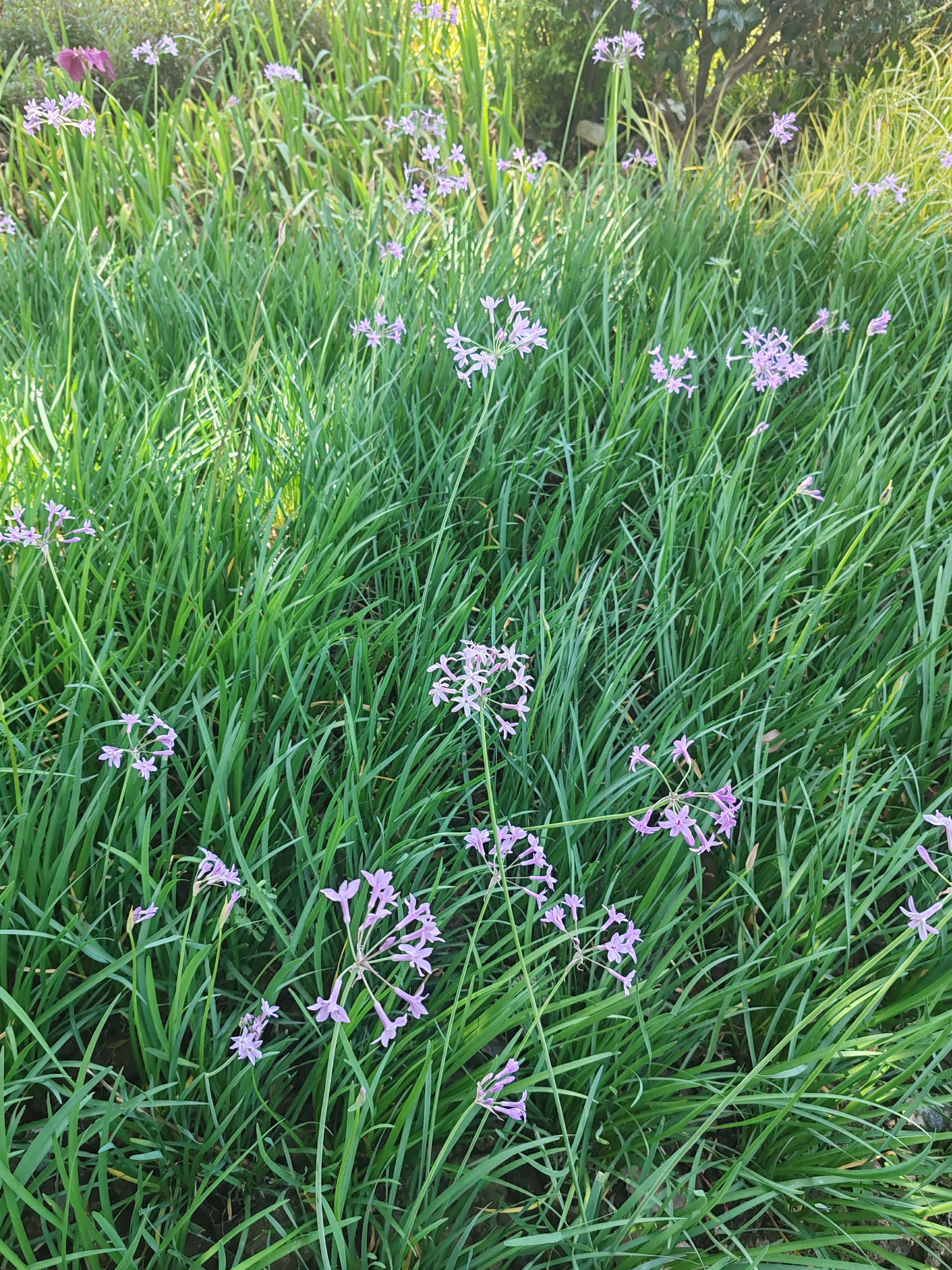 2026年4月26日，演员陆毅真的因为网友的“云诊断”，在妻子鲍蕾的陪同下前往医