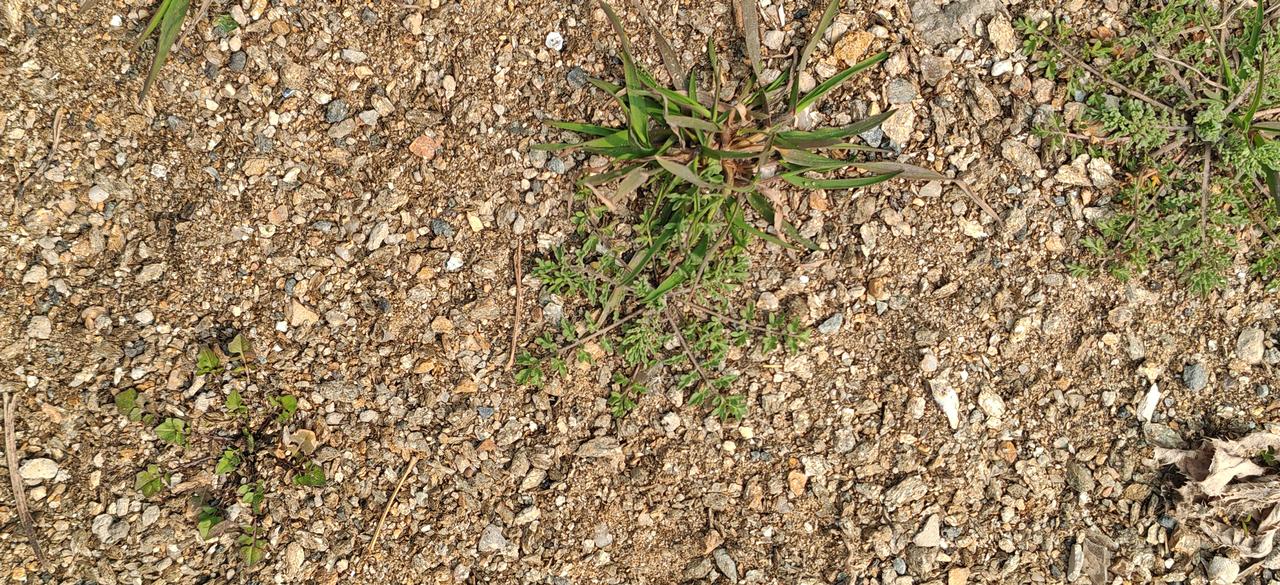 分享一张你今天拍的照片地里的野菜，非常猛