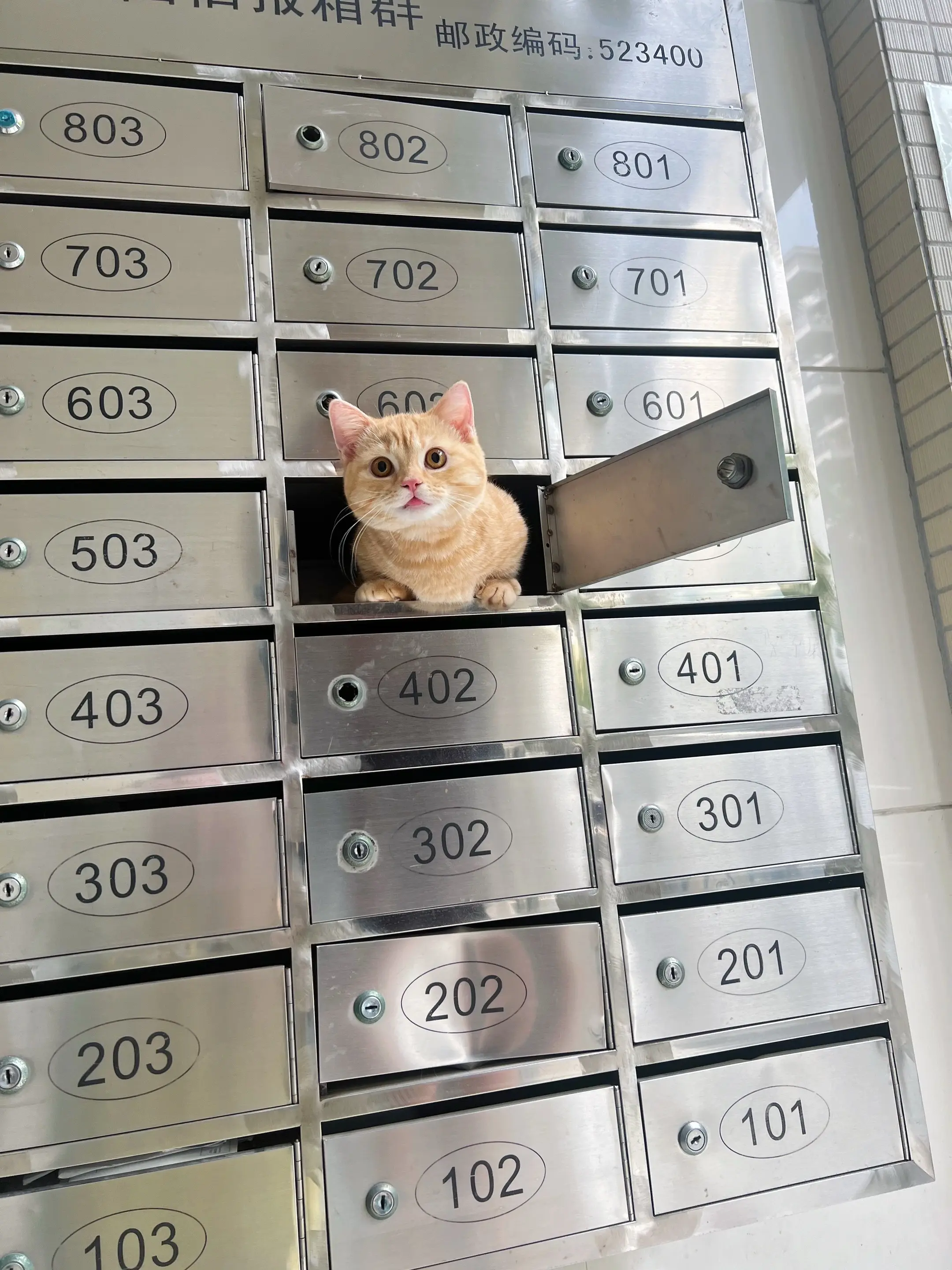 小猫来信请查收！