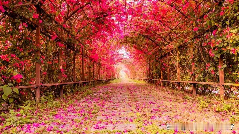 “万紫千红总是春”出自朱熹《春日》。很多人误传成“万紫千红艳阳天”，却不知“总是