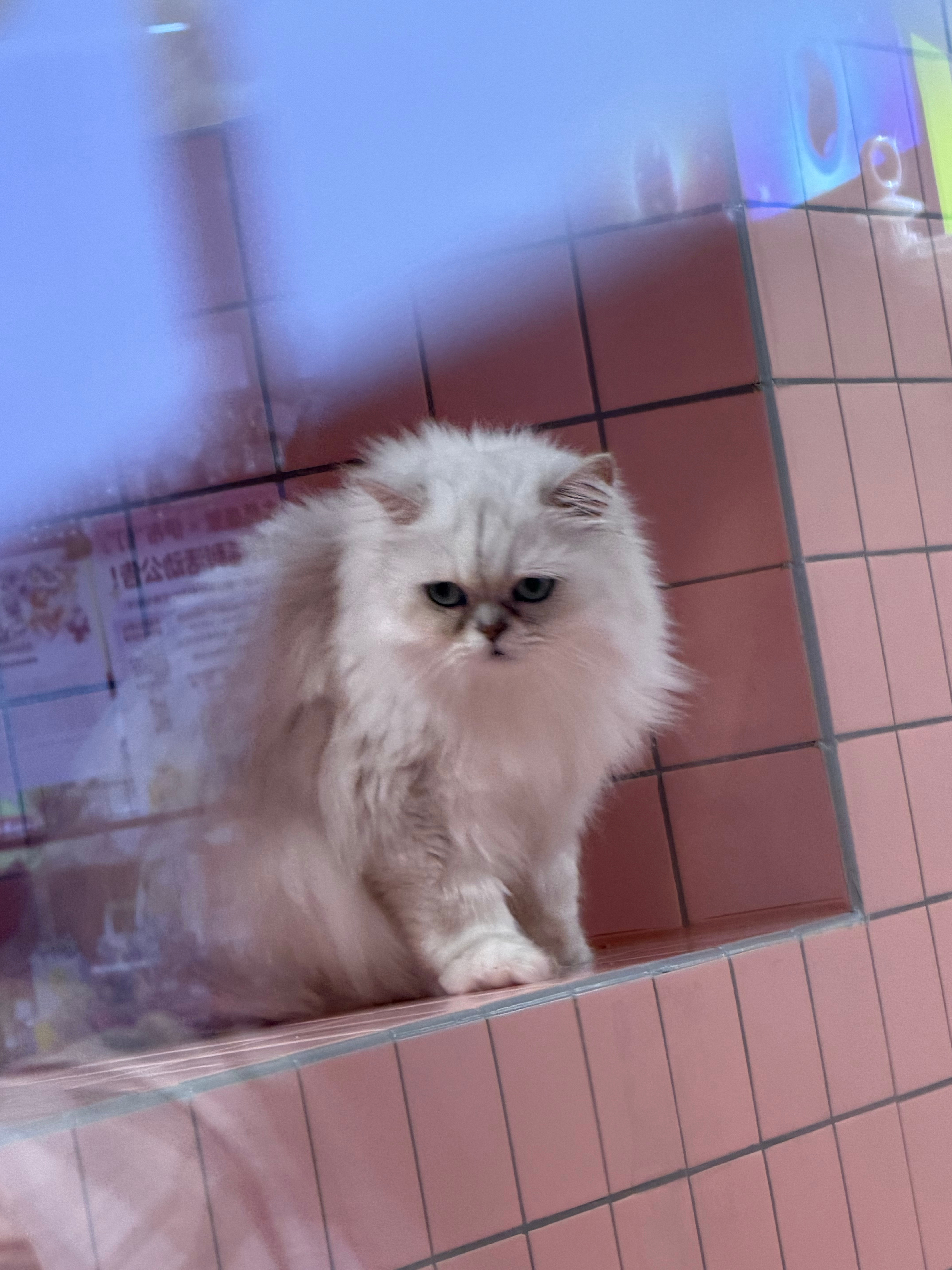 咪咪