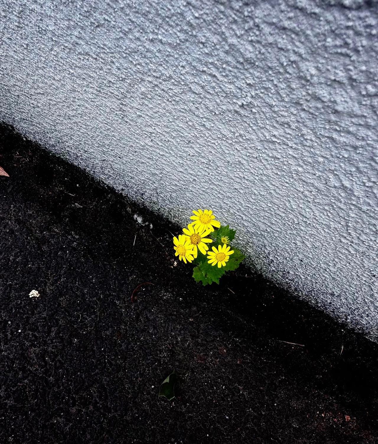 花儿花儿为谁开，一年春去春又来，回不去的岂止时间...
