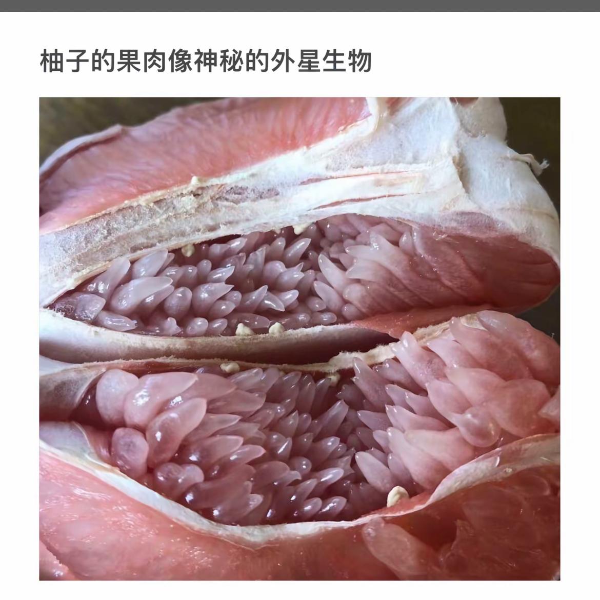 柚子的果肉像外星生物，太神奇了！