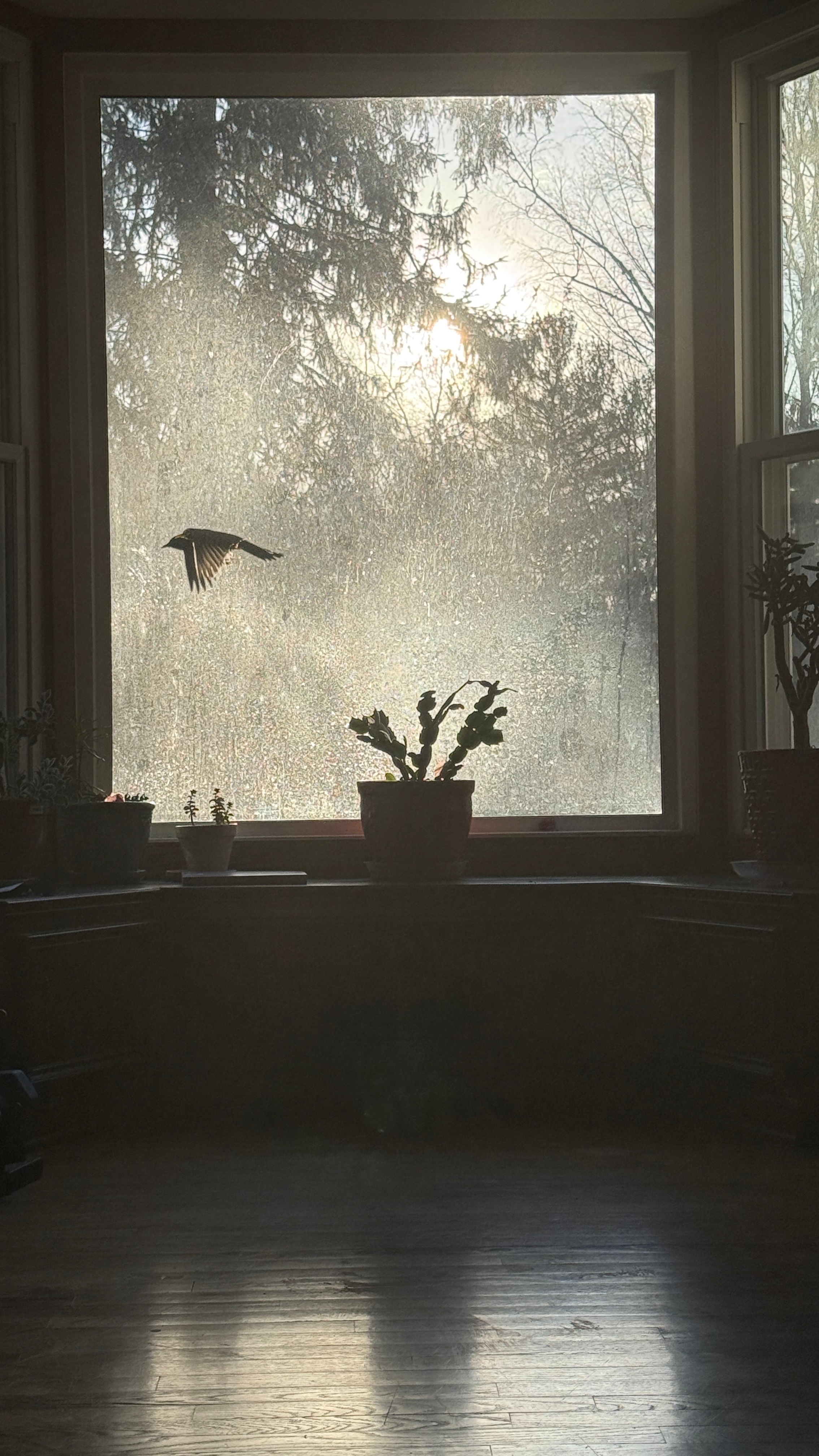 这只鸟扑棱窗户三四天了，起初我以为是一盆花，把花拿走了，它还在扑棱。 