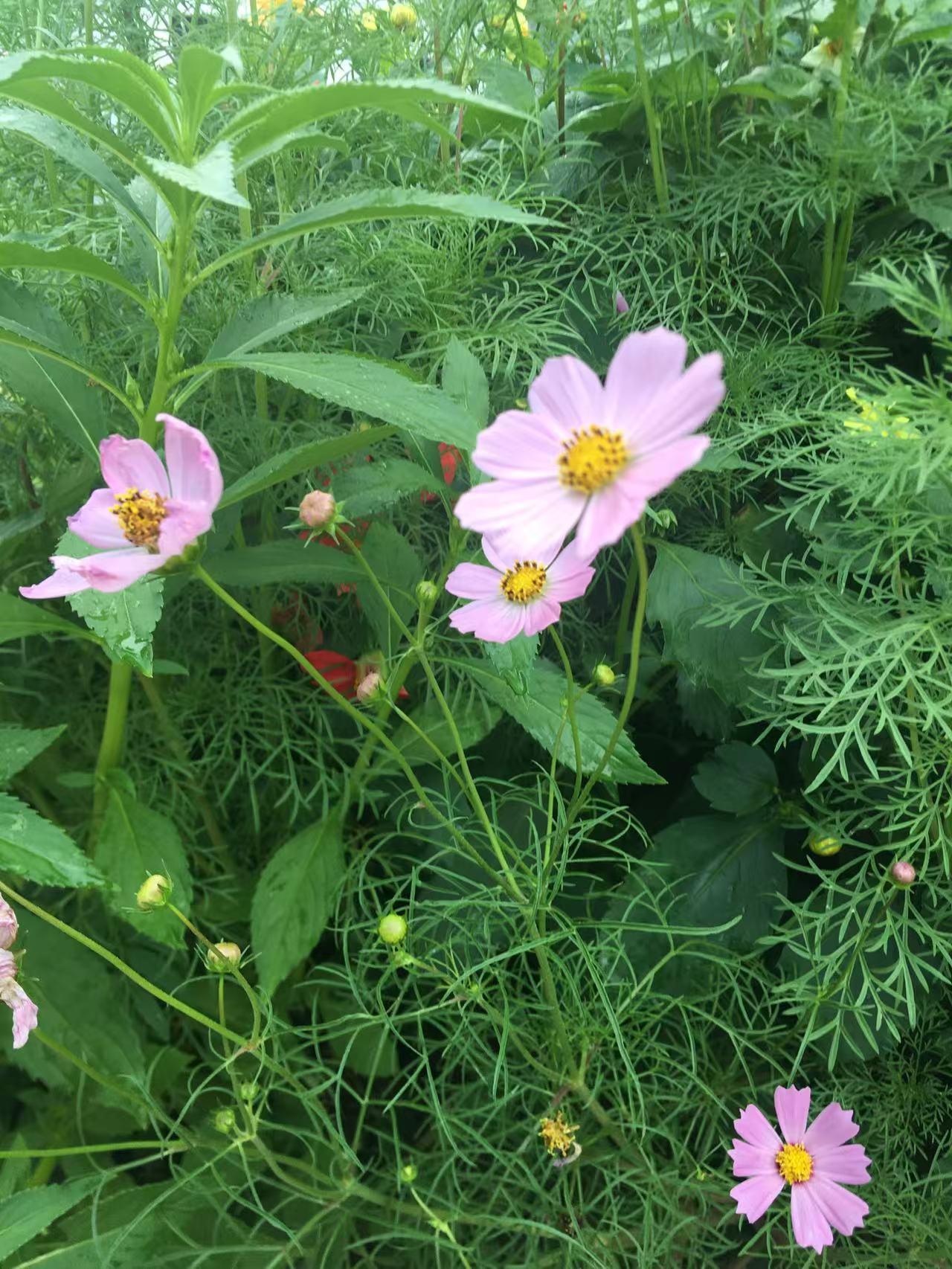 每天都保持良好的心态吧，以积极乐观面对生活，您一定会收获满满的快乐。总之开心就好