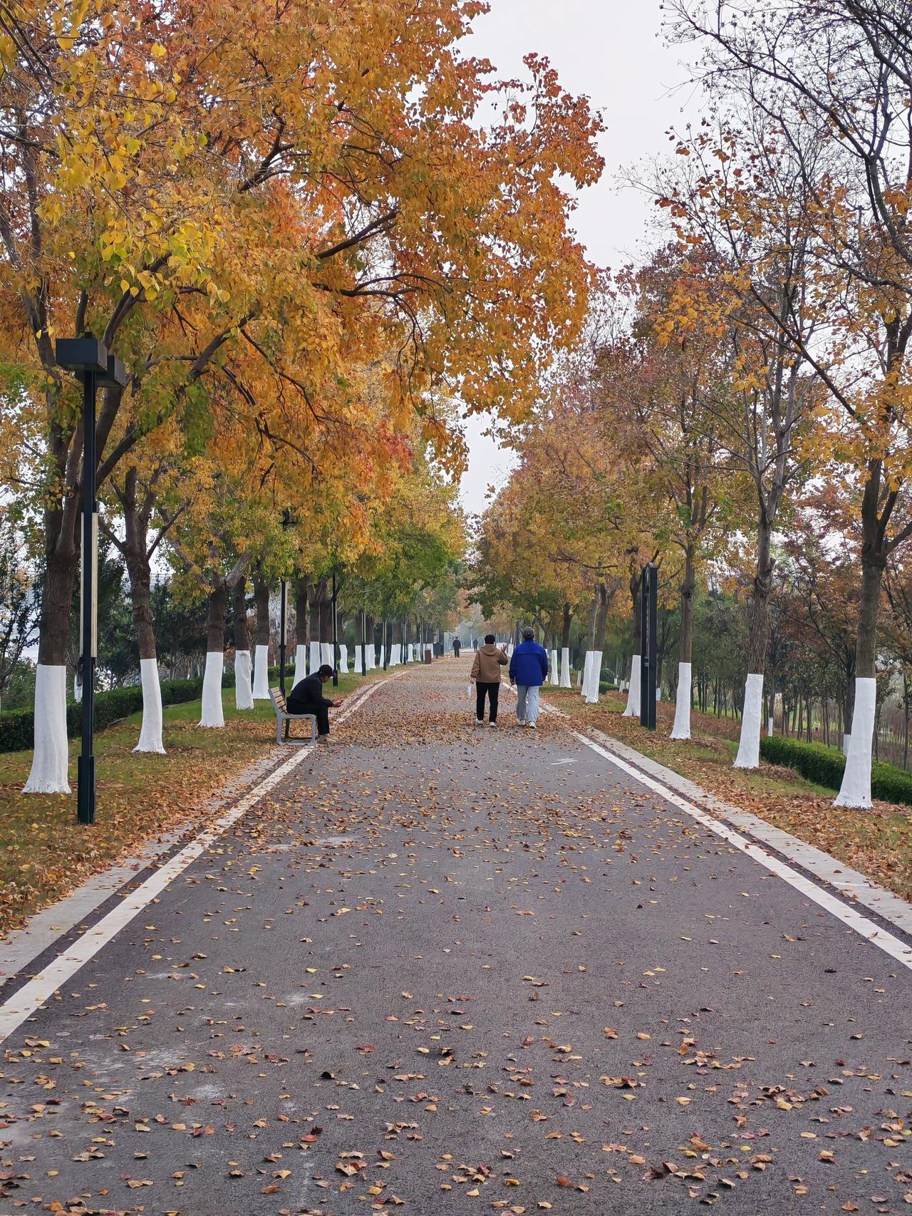 这是江苏省—新沂市沭河大堤上（沭河之晨段）的秋景树叶照片，大家看漂亮吗？