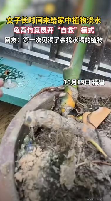“彻底解释不清了！”福建，女子养龟背竹经常忘记浇水枯死了，她就没管了，过了一段时