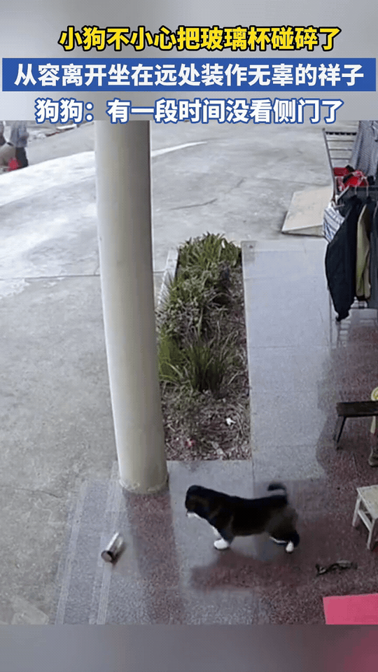 监控实录：一只小狗的“犯罪”全过程。

第一步：不小心碰掉杯子，杯子碎了。

第
