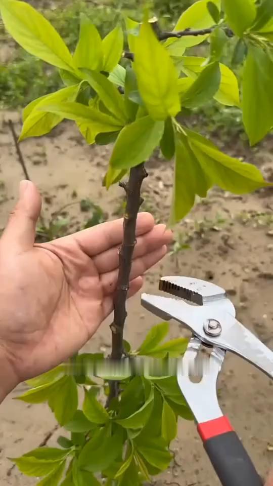 大家注意看，这都是老人留下来的最简单的接触方法。
·不管是什么树在手尖上这样折断