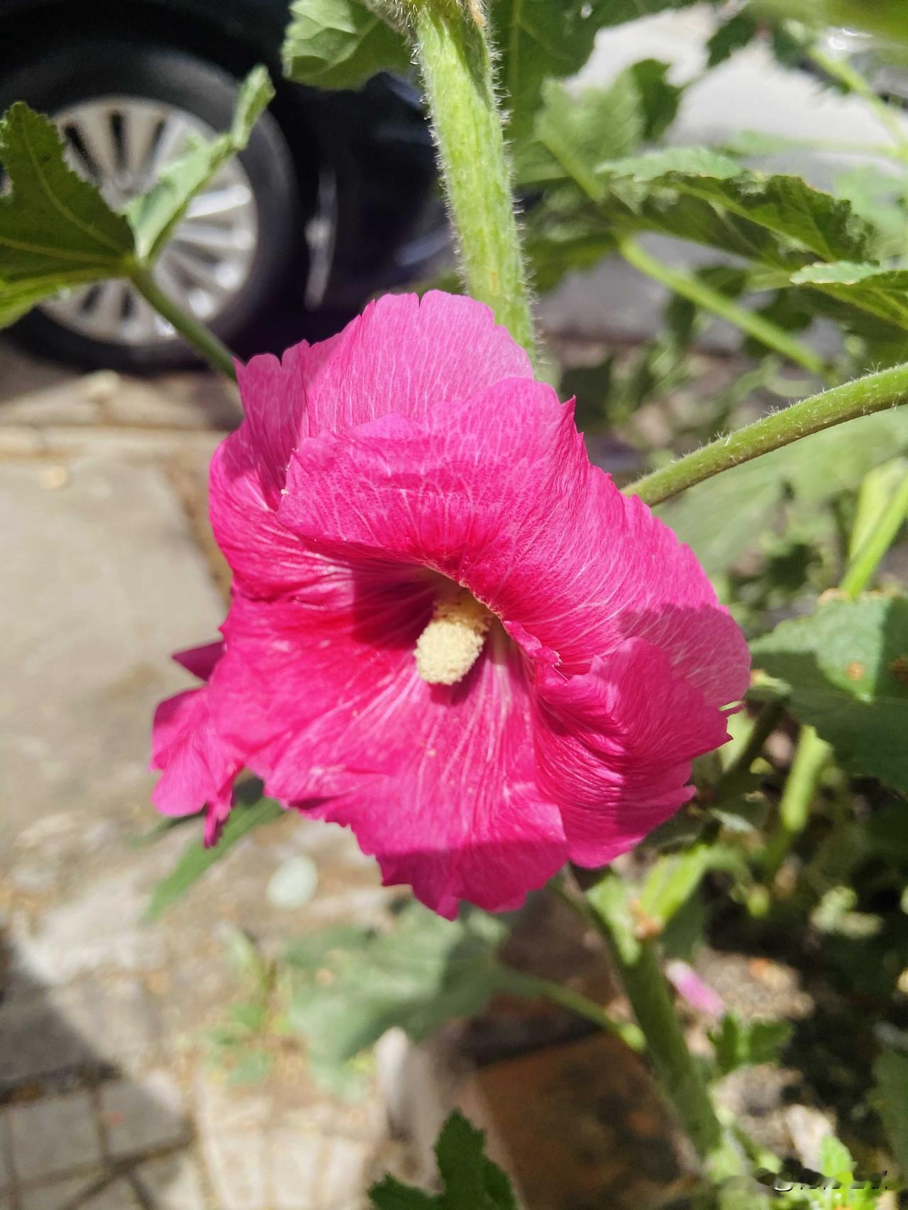 蜀葵，大朵花瓣，艳丽色彩，在阳光下节节高升。

花儿美丽，心情愉悦，就是晒着晒着