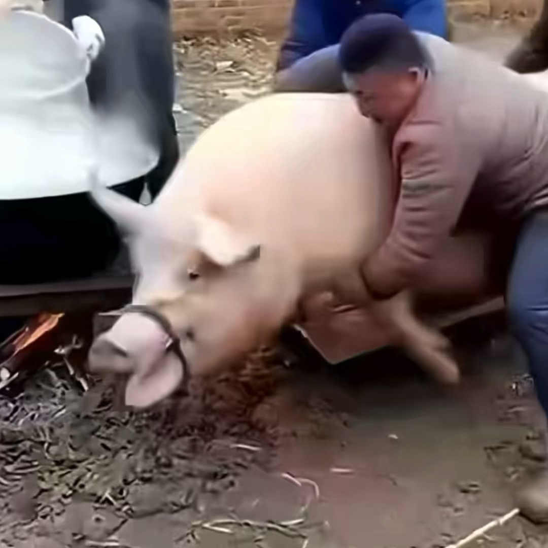 纯恶意。嗯嗯 
