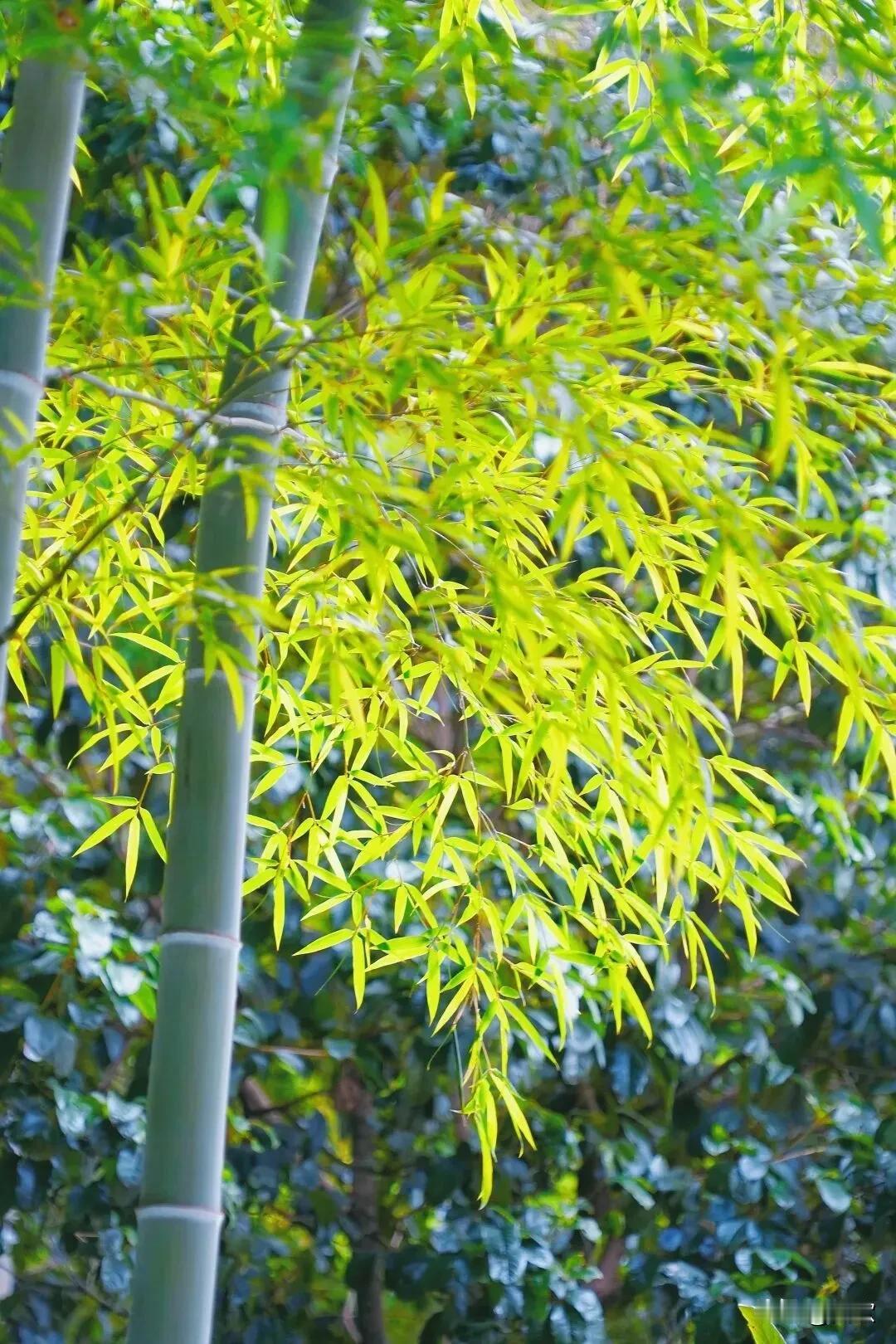 上联:夜酒梅开诗雨醉
下联:晨风竹舞墨香清
横批:雅韵天成