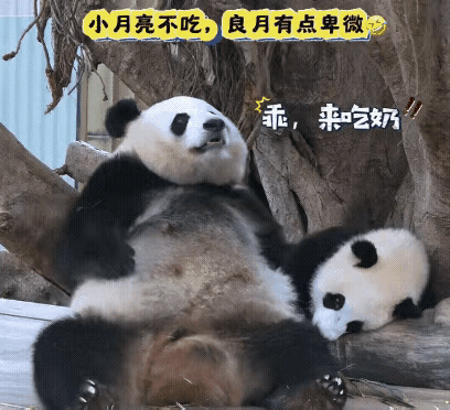 良月这个妈妈当得是不是有点卑微？宝贝闺女小月亮是一点面子都不给她呀！
良月是娅老