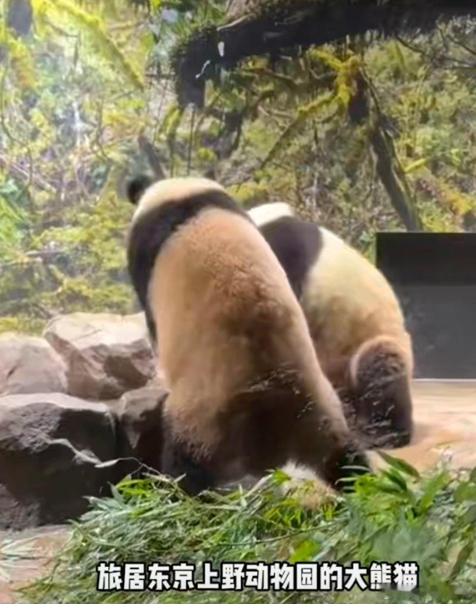 日本没有大熊猫了肯定很多人喜欢大熊猫，也有些人更喜欢其他东西，看来后者占上风了，