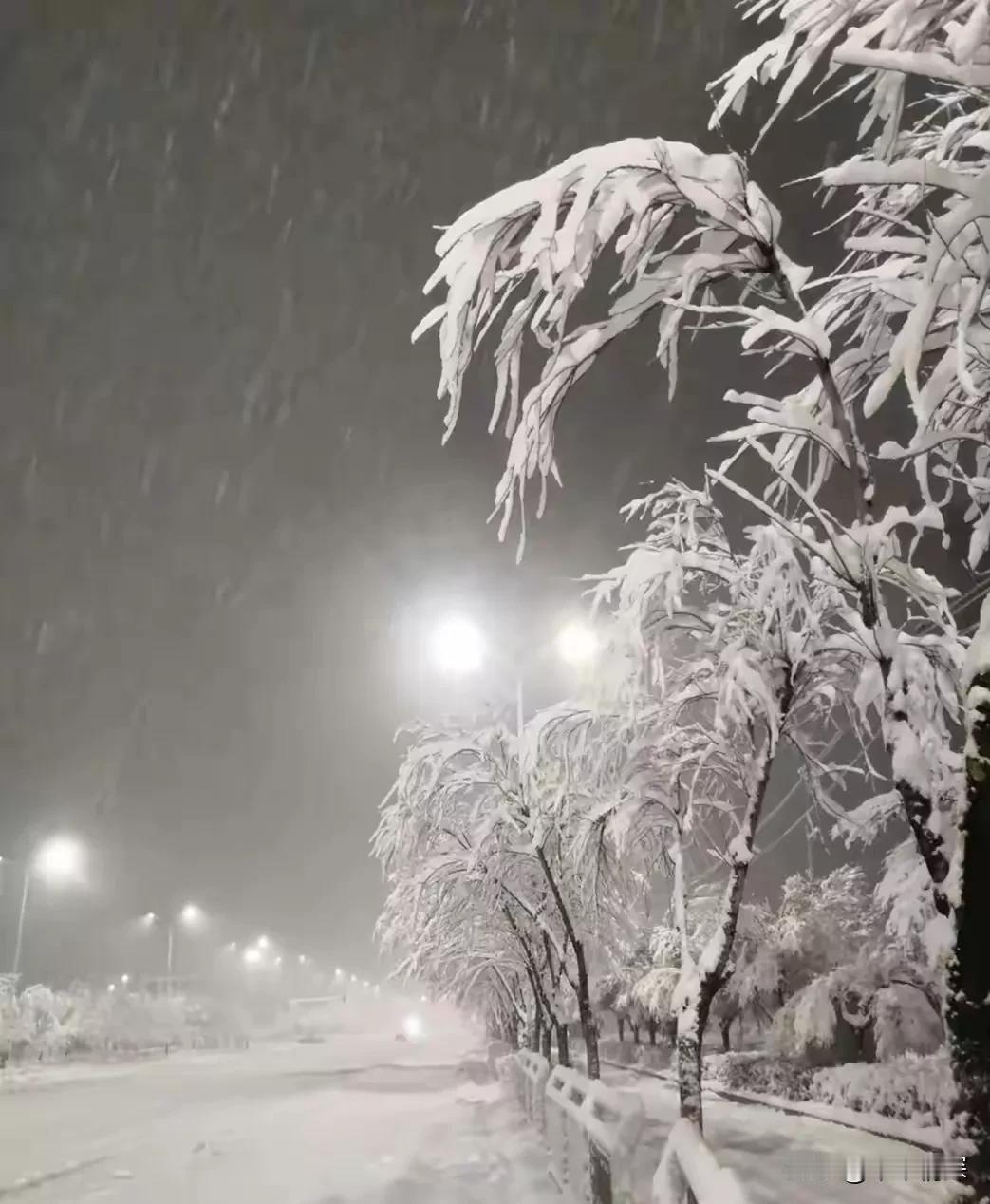 乌鲁木齐市下暴雪，大雪。2025年11月5日六日，从这张图片中可以看到，到处都是
