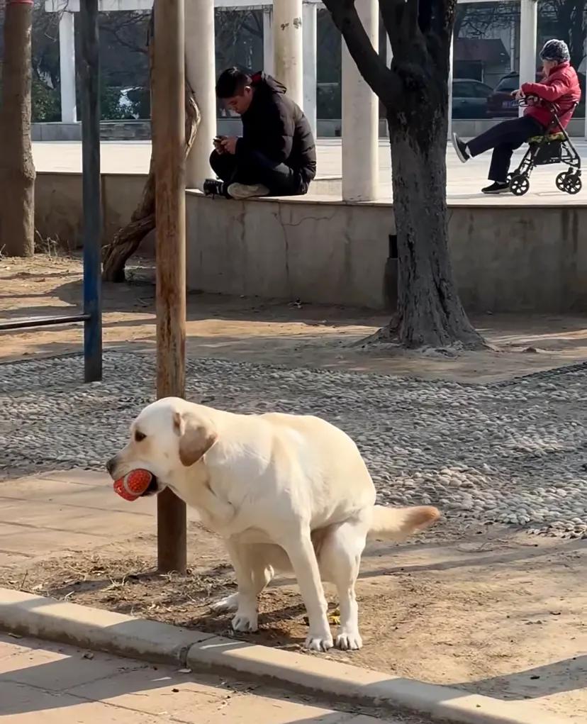 阳光暖暖地洒在公园。一只狗狗旁若无人地拉着臭臭，尾巴还轻轻摇着。不远处的长椅上，