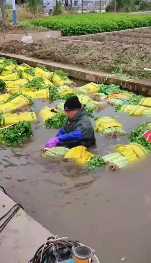 友友说的对，用化学药水泡过的芹菜不能吃，这谁都一清二楚。
但是不吃这不吃那还能吃