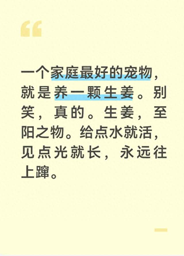 一个家庭最好的“宠物”，就是养一颗生姜。别笑，真的