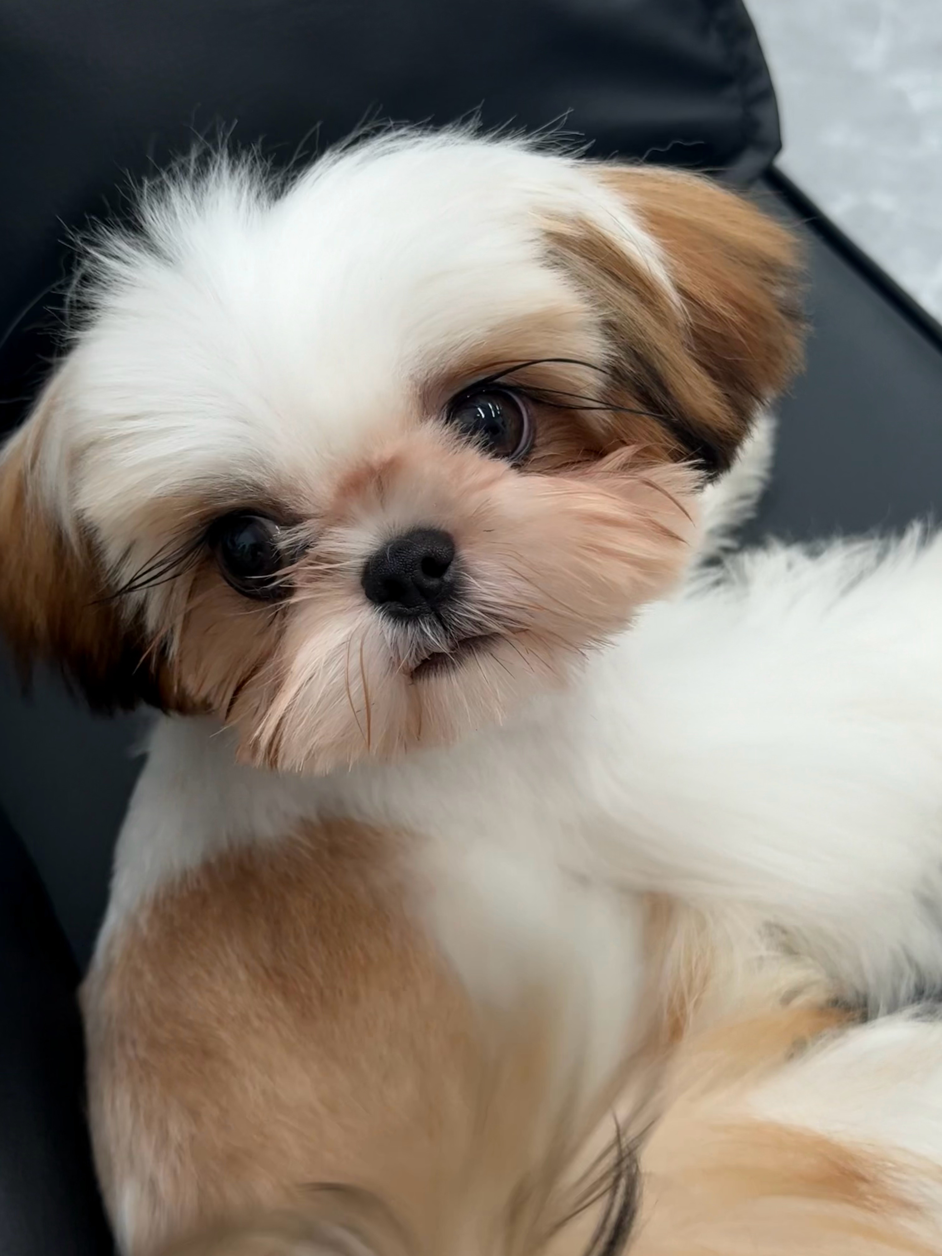 就这么被萌晕 