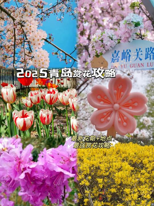 2025青岛最全赏花攻略来咯🌸