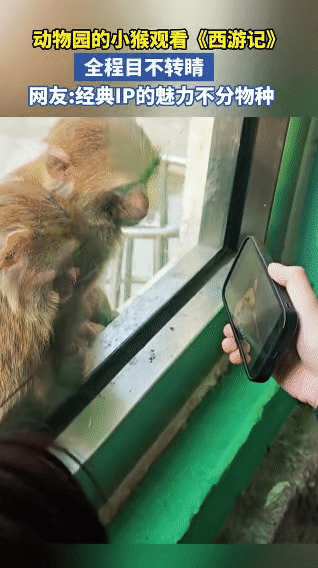 谁懂啊！这只猴子看《西游记》，比我还上头…

谁懂啊！动物园里的两只小猴子，居然