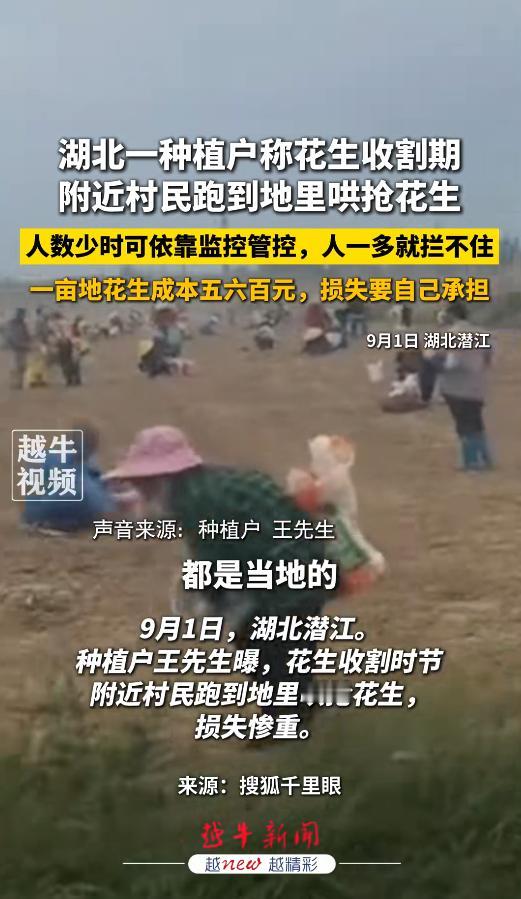 辛苦忙活一年，结果半天就被抢空！湖北潜江一千多亩花生正赶上收获期，地里的花生还没
