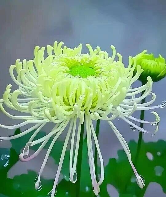 冬日生活打卡季这朵绿菊开得正盛，鹅黄花瓣如丝绦般垂落，末端泛着淡淡的粉晕，仿佛被