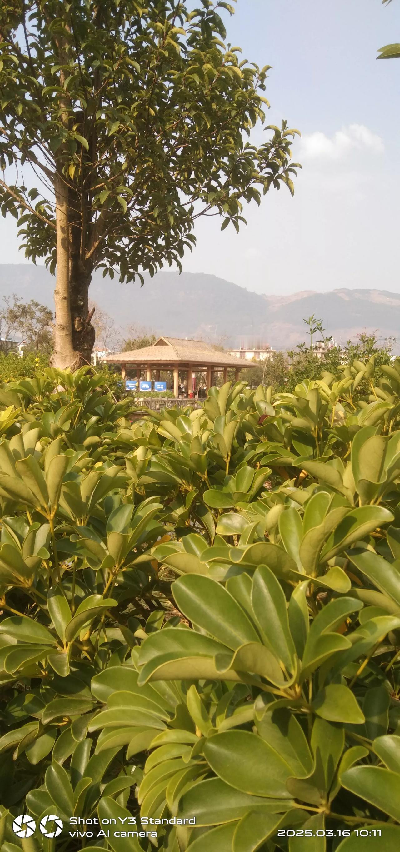 春日生活打卡季能拍出这样风景，可以说是随手一拍的，看这些风景，心情实在太好了。