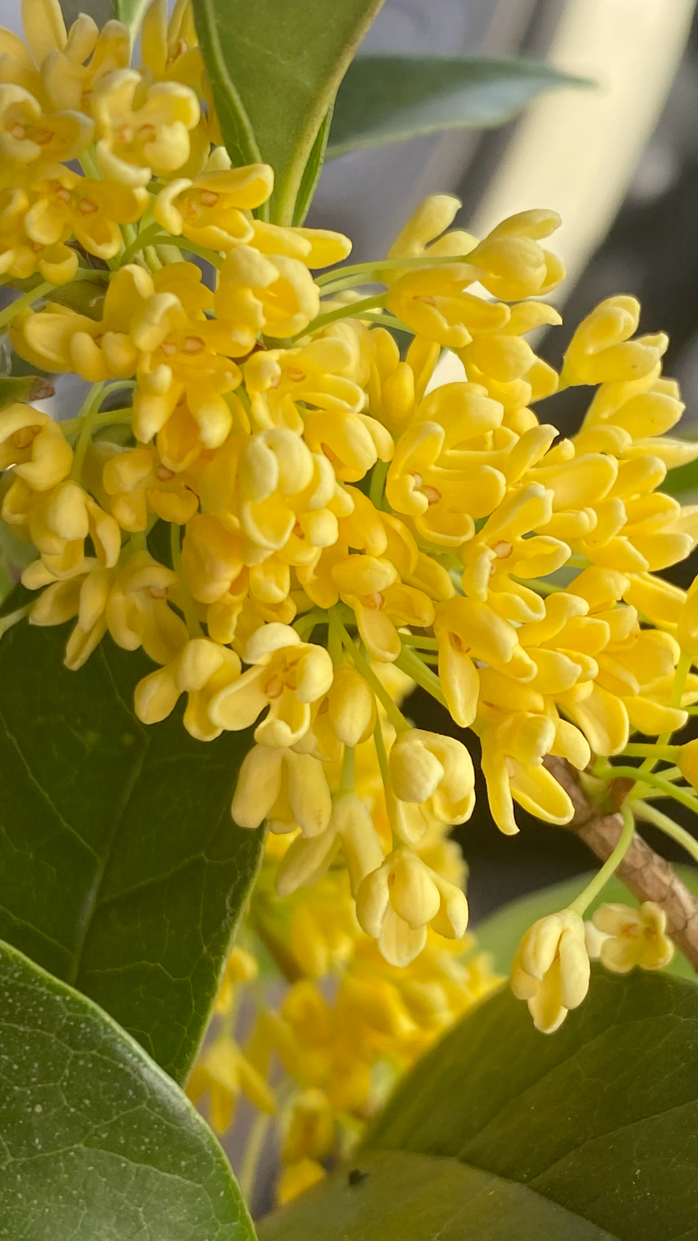 三秋桂子。308_IO周末去哪儿  ​​​