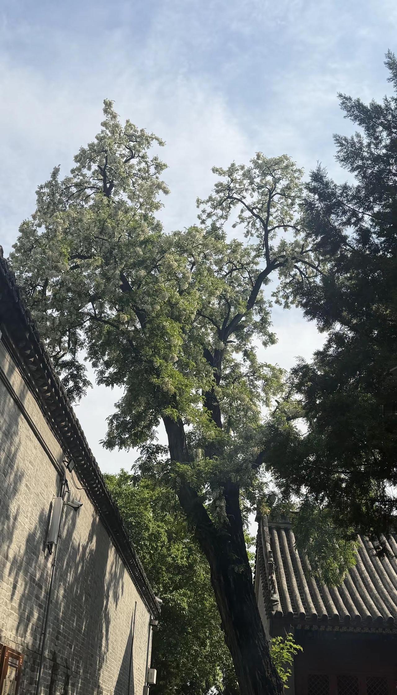 今日北京，hot到无法入睡的有几个？今日北京