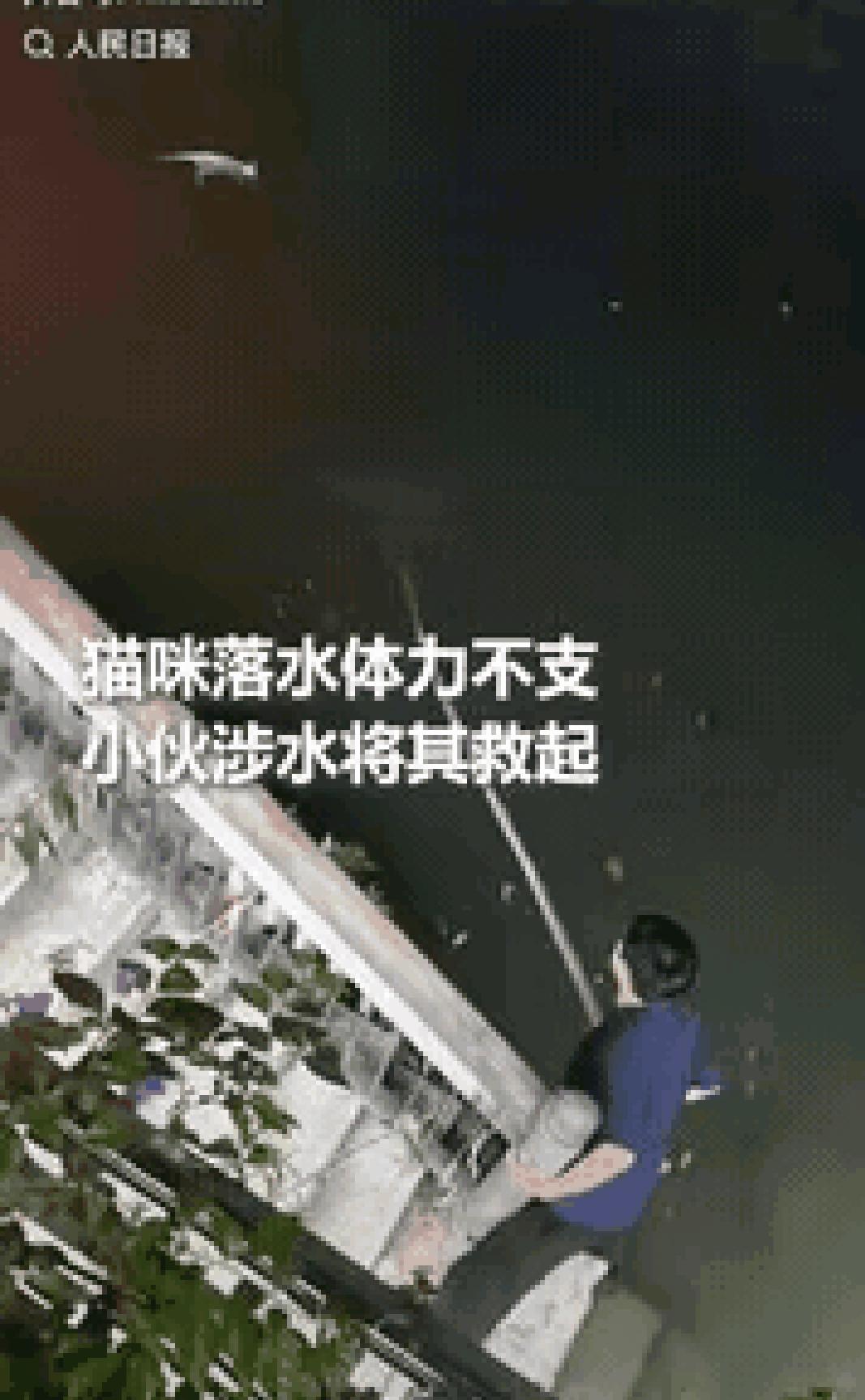 上人民日报了！成都，锦江畔上一只流浪猫落水，因为体力不支再也没有力气游向岸边。就