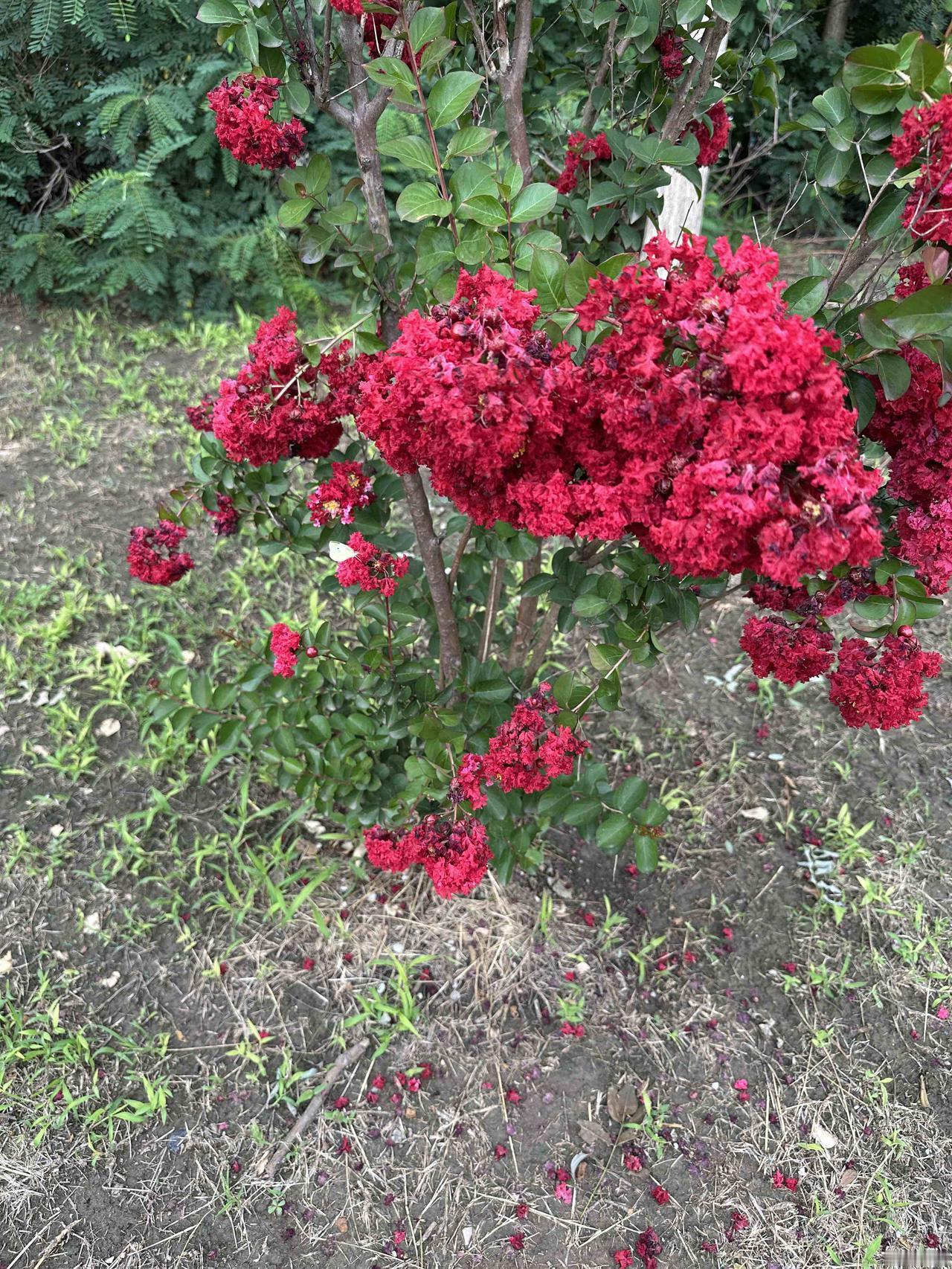 可以分享一下你相册里的花吗天津滨海新区路边绿植随手拍。